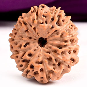  Collector 12 Mukhi from Java Indonesia - CV