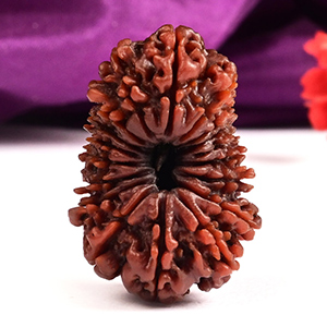 Collector Eighteen Mukhi Nepal - CXVIII