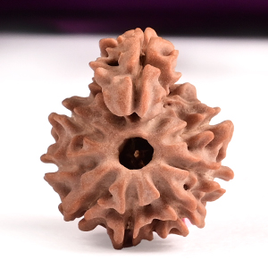 Savar Naag Rudraksha Small from Nepal - I