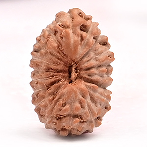  18 Mukhi from Java Indonesia Small - CLXXV