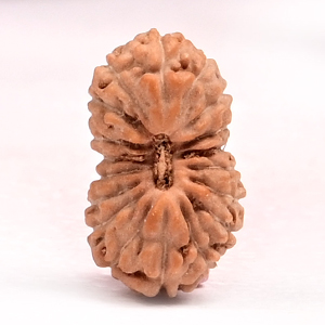 18 Mukhi from Java Indonesia Small - CLXXVI