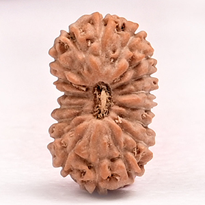  18 Mukhi from Java Indonesia Small - CLXXVII