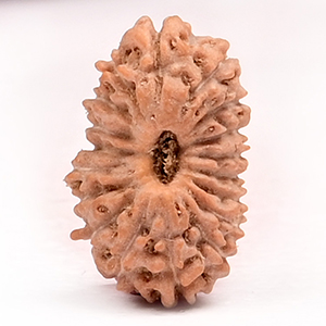 18 Mukhi from Java Indonesia Small - CLXXVIII