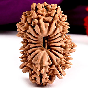 Collector 18 Mukhi Nepal - CXX