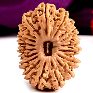 Super Collector 18 Mukhi Nepal - X