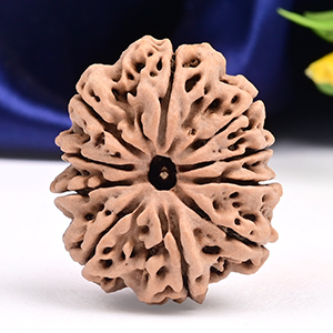 Super Collector 10 Mukhi from Nepal - XXXIV