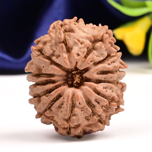 13 Mukhi from Nepal Small - CCCXXXII