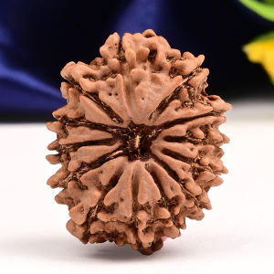13 Mukhi from Nepal Small - CCCXXXIV