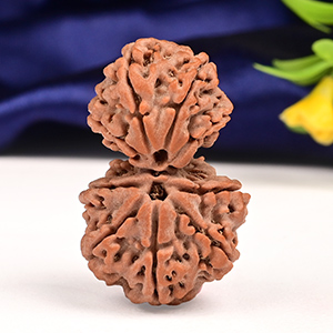 Gauri Shankar 9 Mukhi from Nepal - XXXIV