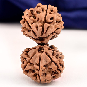 Gauri Shankar 9 Mukhi from Nepal - XXXIX