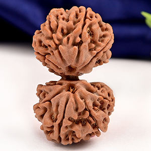 Gauri Shankar 11 Mukhi from Nepal - LIV