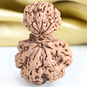 Collector Garbh Gauri 10 Mukhi from Nepal - I