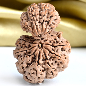 Collector Garbh Gauri 13 Mukhi from Nepal - II