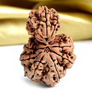 Garbh Gauri 13 Mukhi from Nepal Large - I
