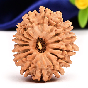 16 Mukhi from Nepal Small - X
