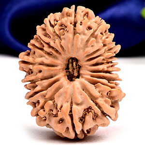 Collector 17 Mukhi from Nepal - LXIX