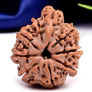 Ganesh Rudraksha 9 Mukhi from Nepal - IX