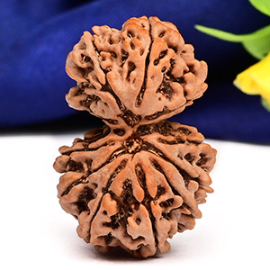 Gauri Shankar 11 Mukhi Large from Nepal - XIV