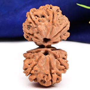 Gauri Shankar 11 Mukhi Large from Nepal - XVI