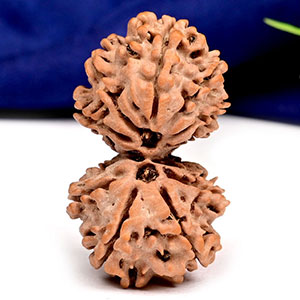 Gauri Shankar 11 Mukhi Large from Nepal - XVIII