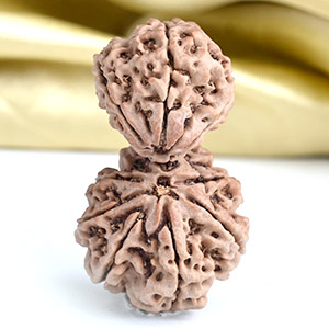 Collector Garbh Gauri 9 Mukhi from Nepal - I
