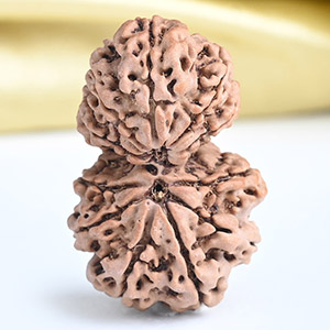 Garbh Gauri 11 mukhi from Nepal - II