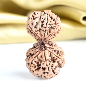 Collector Garbh Gauri 12 Mukhi from Nepal - I