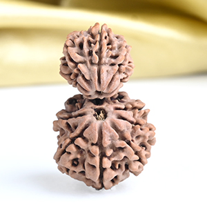Collector Garbh Gauri 13 Mukhi from Nepal - I