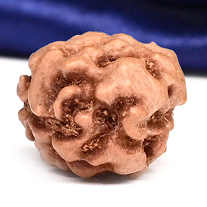 Collector 2 Mukhi from Java Indonesia - CLI