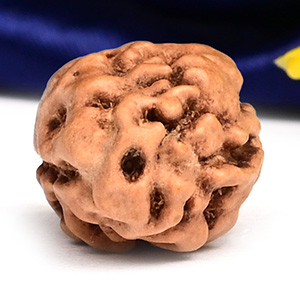 Collector 2 Mukhi from Java Indonesia - CLIV