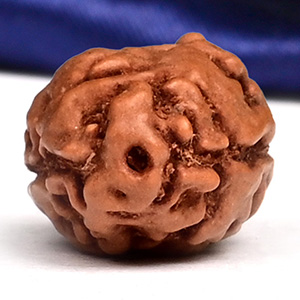 Collector 2 Mukhi from Java Indonesia - CLV   