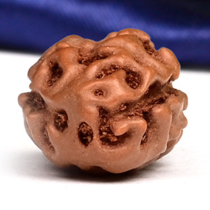 Collector 2 Mukhi from Java Indonesia - CLVI