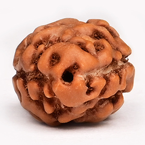 Collector 2 Mukhi from Java Indonesia - CLXII