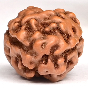 Collector 2 Mukhi from Java Indonesia - CLXV