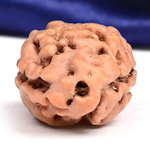 Collector 2 Mukhi from Java Indonesia - CXCV