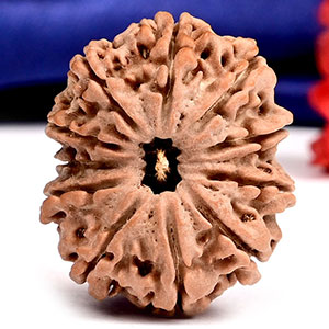 11 Mukhi from Nepal - CCCXXV