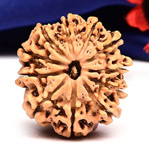 11 Mukhi from Nepal - CCCXXVI