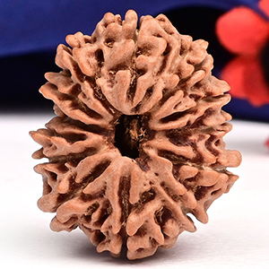 13 Mukhi from Nepal Small - CCCLIX