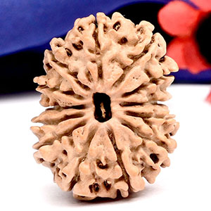 13 Mukhi from Nepal Small - CCCLX