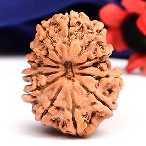 13 Mukhi from Nepal Small - CCCLXII