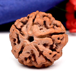 Collector 5 Mukhi from Nepal - DXV