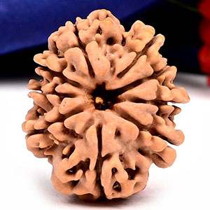 9 Mukhi from Nepal - DLXIII