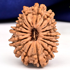 16 Mukhi from Nepal Small - XX