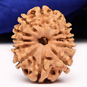 12 Mukhi from Nepal Small - CCCLXXXIX