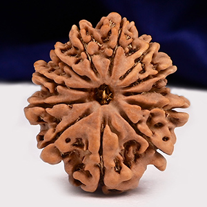 12 Mukhi from Nepal - CXXXVIII