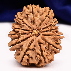 12 Mukhi from Nepal - CXL