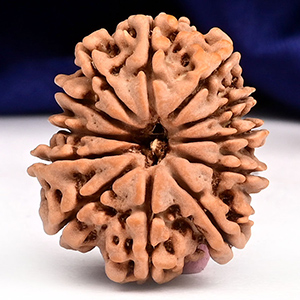 12 Mukhi from Nepal - CXLII