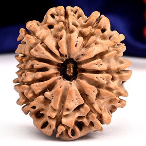 12 Mukhi from Nepal - CXLIII