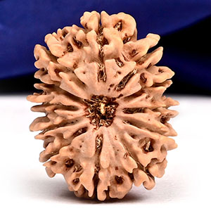 12 Mukhi from Nepal - CXLVI