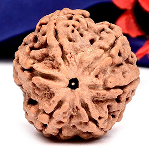 Super Collector 6 Mukhi from Nepal - CCCLIV
